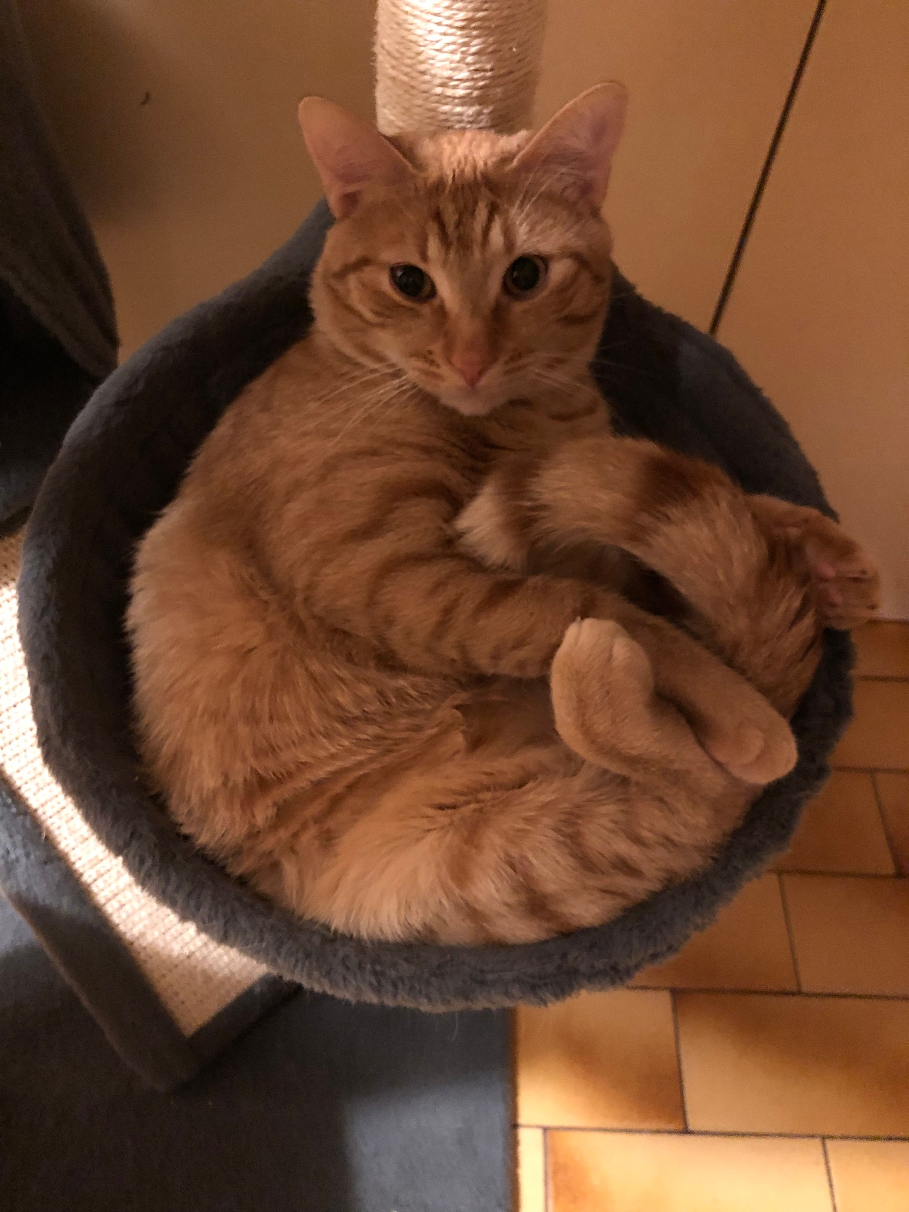 Fox - 12 Rue du Clos Provençal, Marssac-sur-Tarn