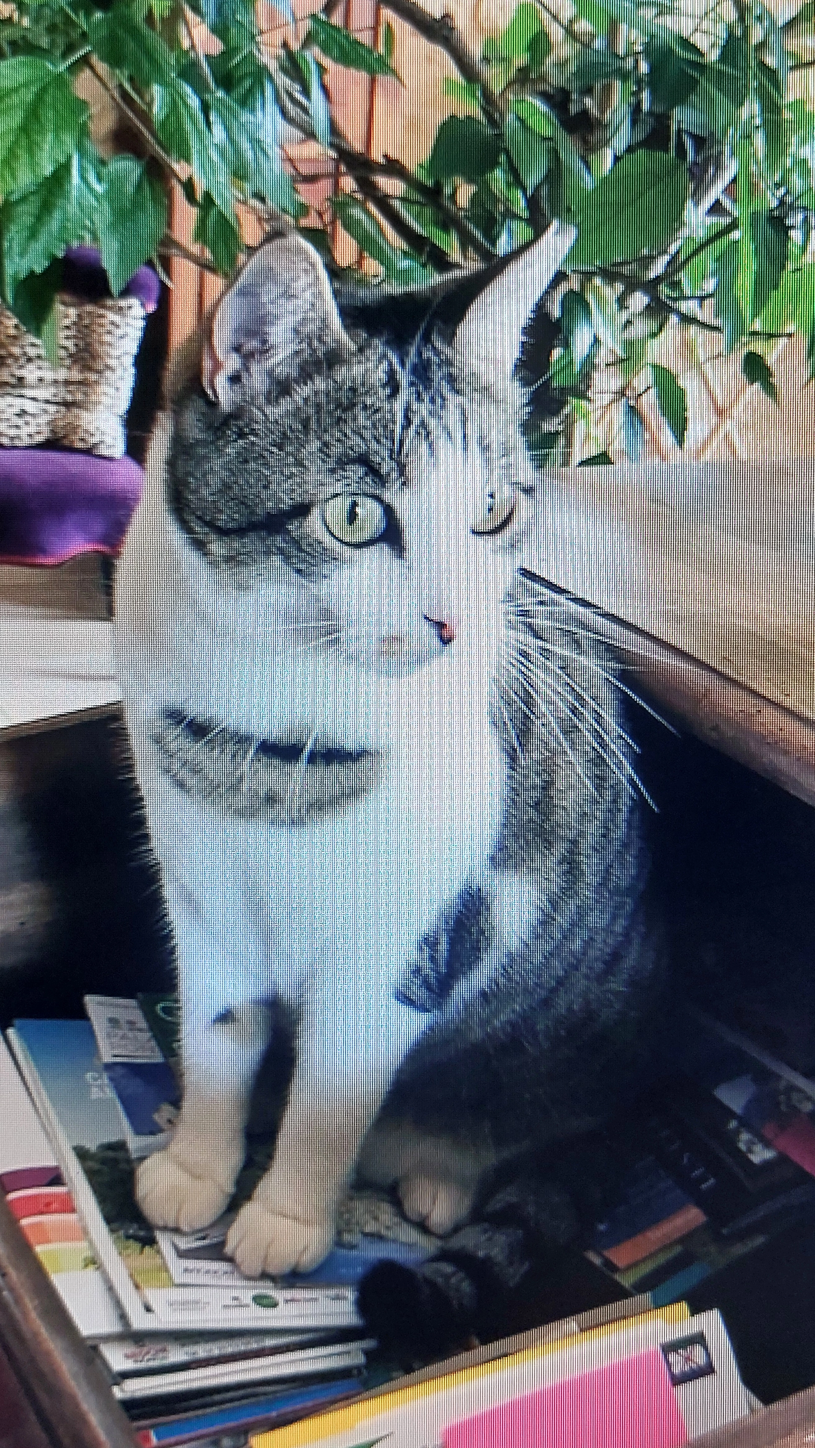 DJERBO - Rue Jean Nappée, Saint-Palais-sur-Mer