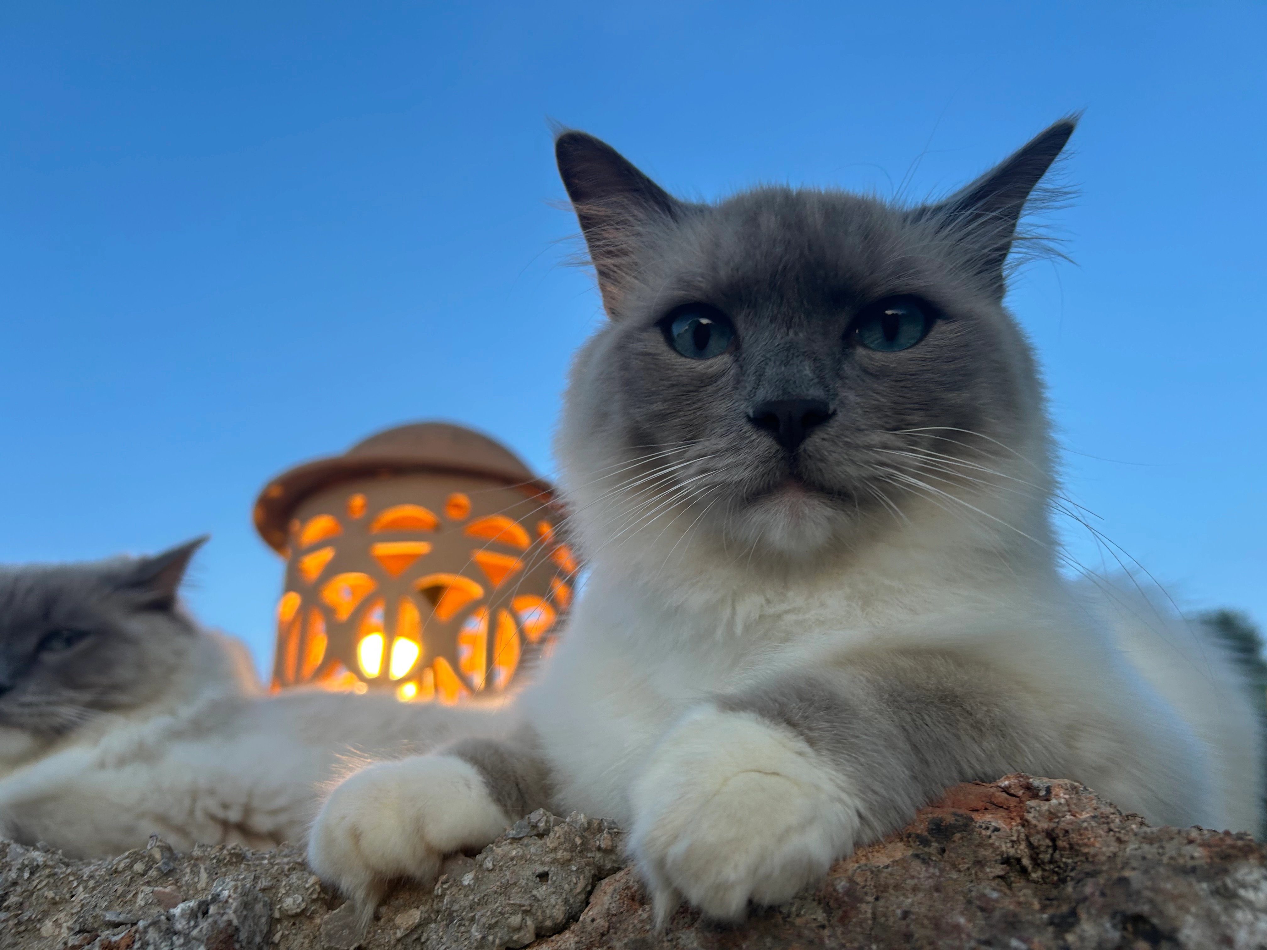 Petrus  - Camí Del Cantó D'en Fessol, Santanyí