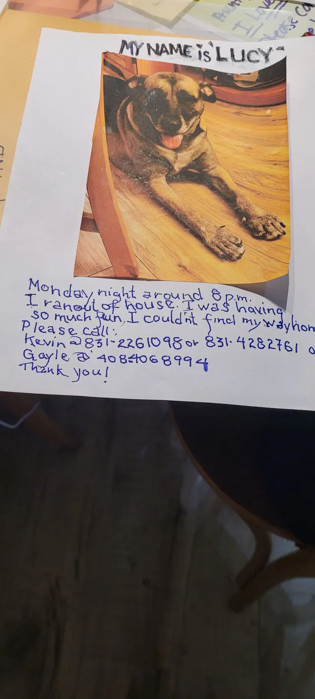 Lucy German Shepard - 1635 Tremont Dr, Santa Cruz