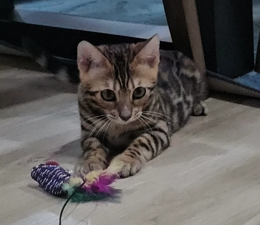 Aslan - 1 Jalan NPT 7/1E, Dengkil