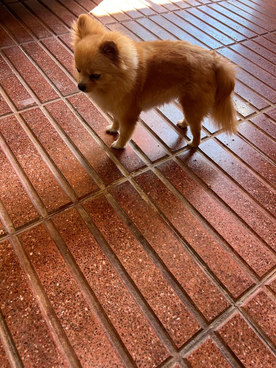 Chanel - Calle de Julián Camarillo 85, Madrid