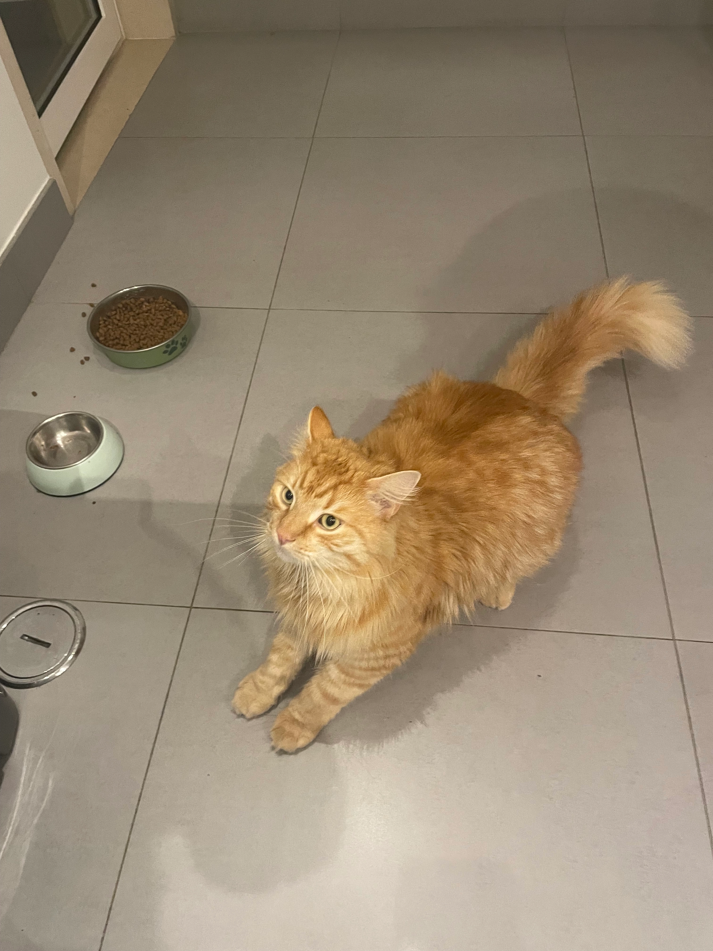 Afrik - Rua Conde De Rio Maior, Paço de Arcos