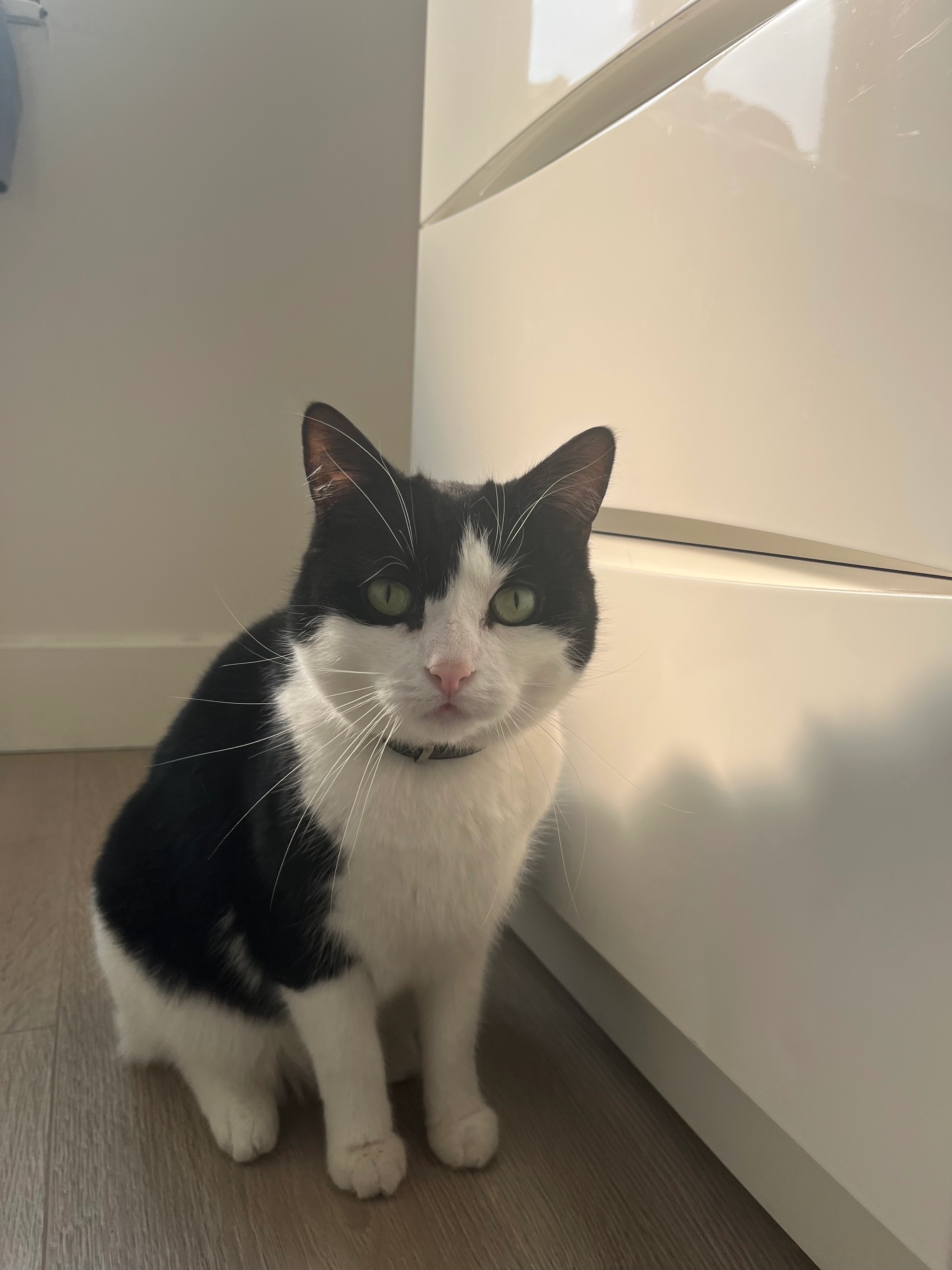 Felix - Moerkerkestraat, Brugge