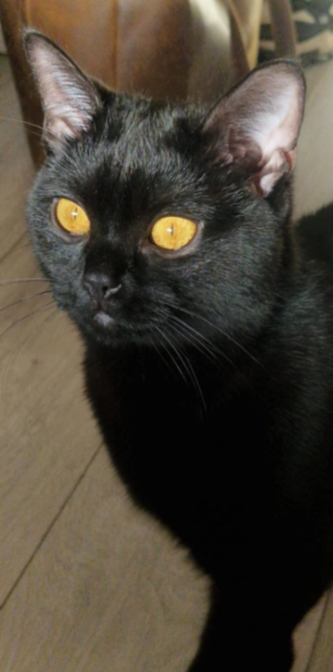 Roxy - Sadlers Mews, Maidenhead