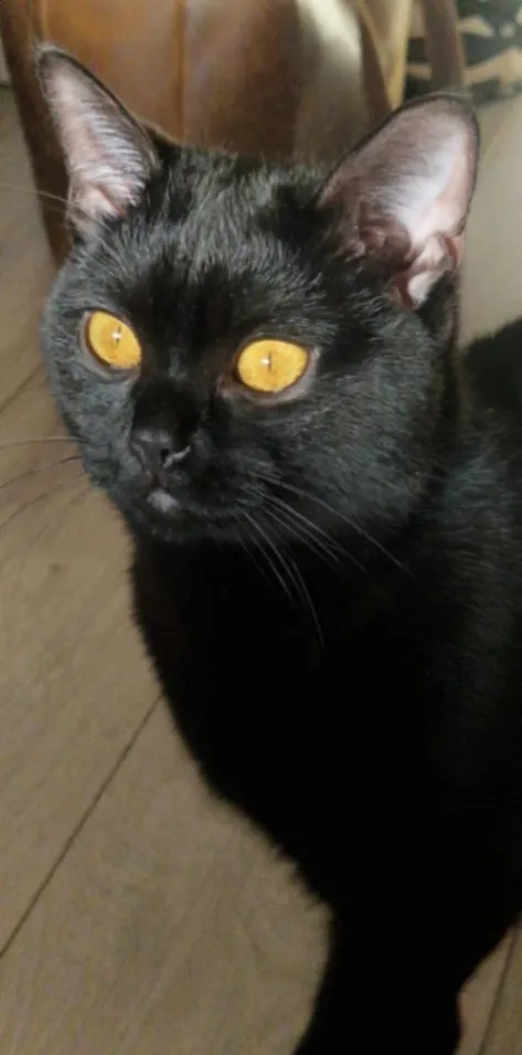 Roxy - Sadlers Mews, Maidenhead