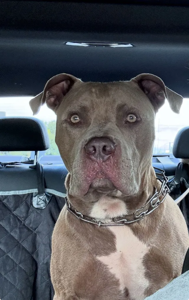 Diesel - Lamont Avenue, Odessa