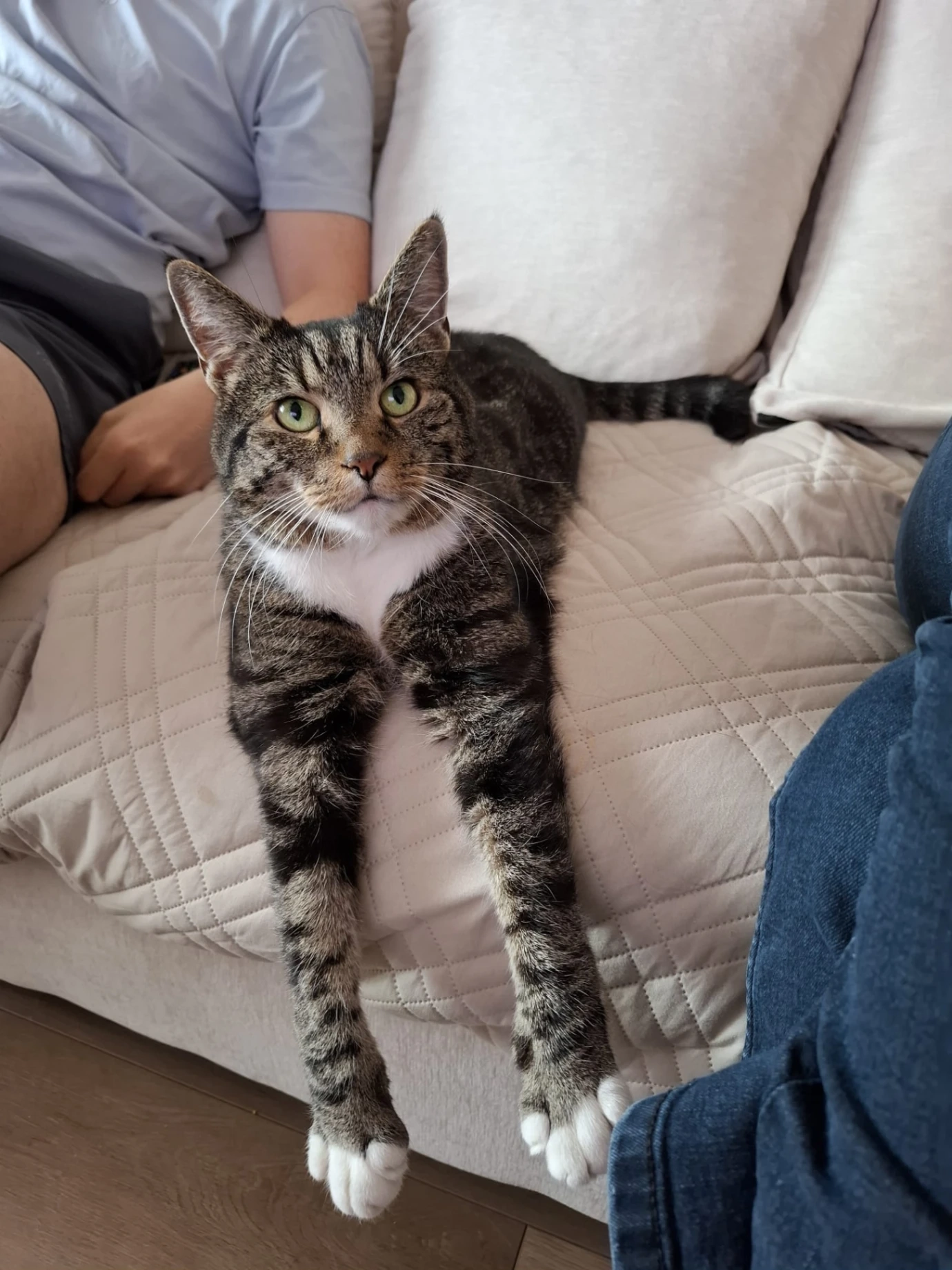 Mylo - Springbank Road, Paisley