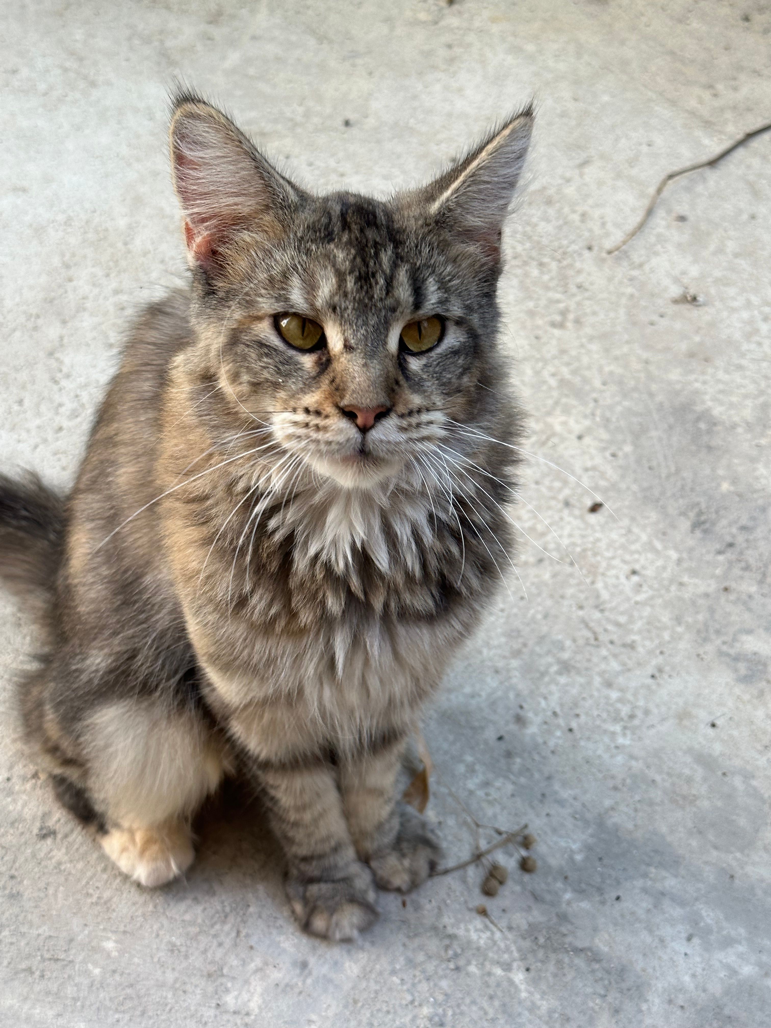 Patata - Carrer del Solà 6, Rasquera