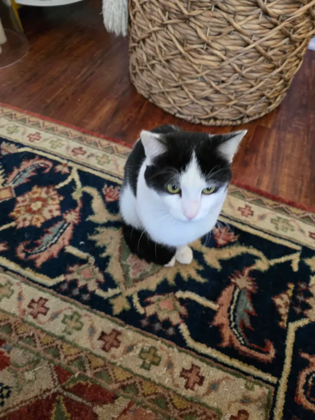 Smokey - Bellview Court, Corona