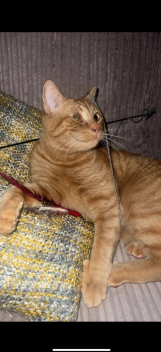 Freddie - High Street East, Wallsend