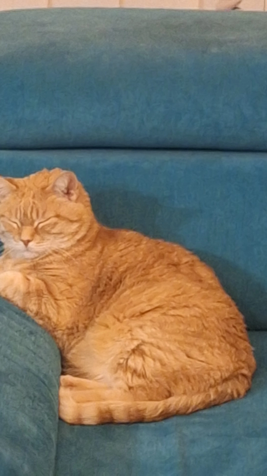 Tiger - Ebertstraße, Kamp-Lintfort