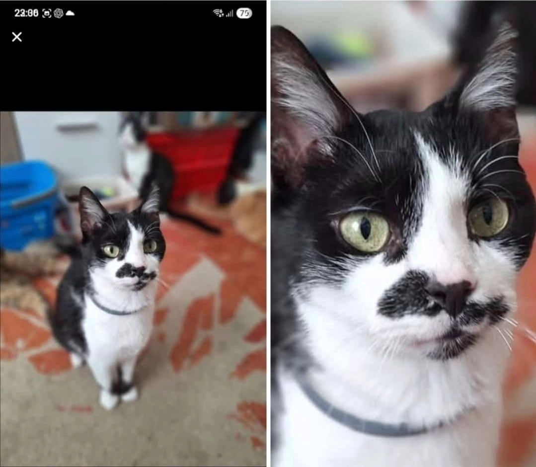 Tobi - Waldring, Haldensleben