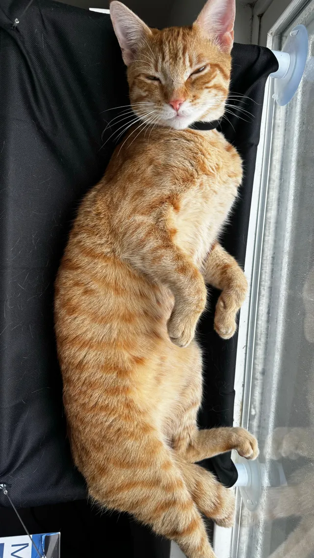 Nacho - Partridge Court, Coconut Creek