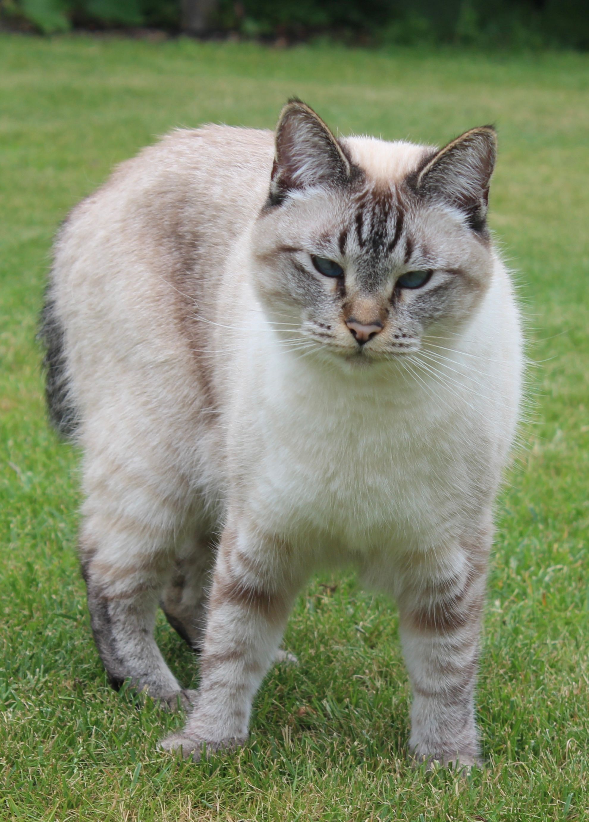 Milu - Burgsteinfurter Damm, Rheine