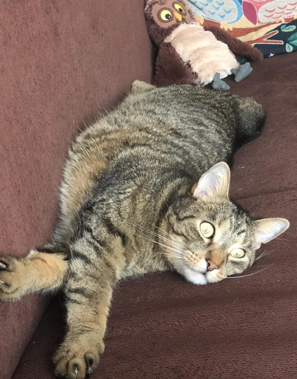 Codita - Bulevardul 1 Decembrie 1918 4, Constanța