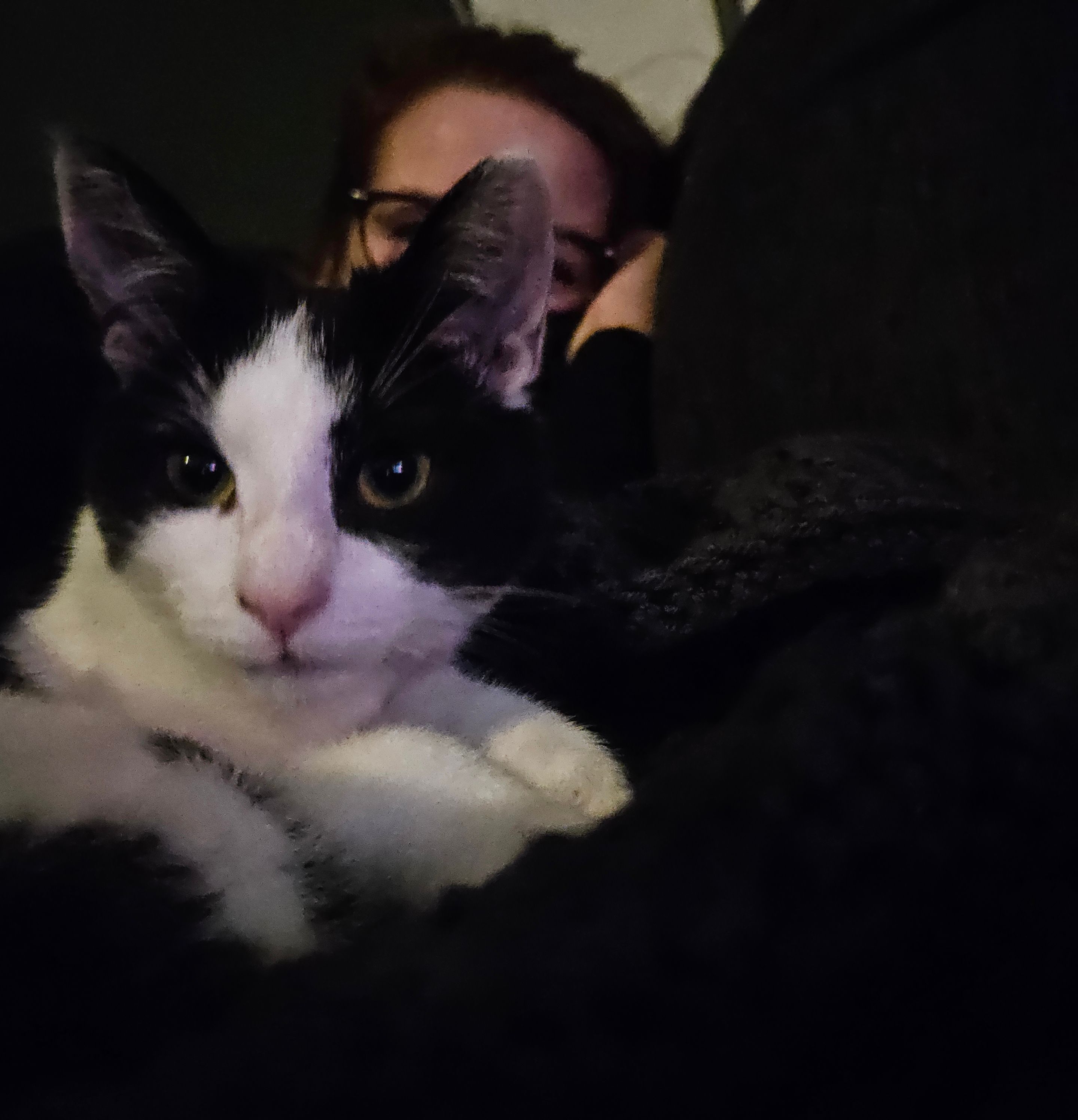 Pebbles - Kanunnik Terwindtstraat, Ulft