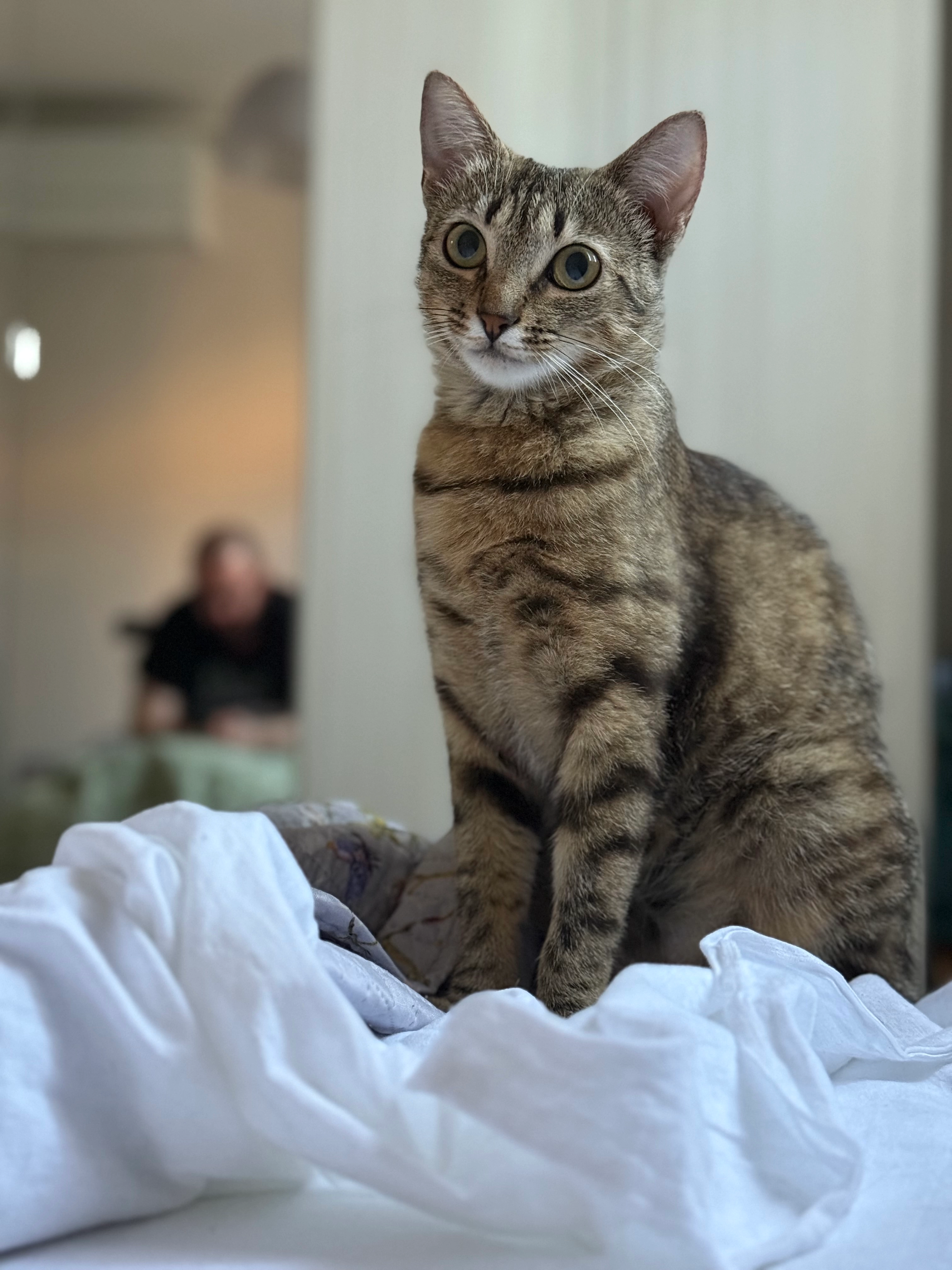 Cannella - Via Fernando Santi, Formigine