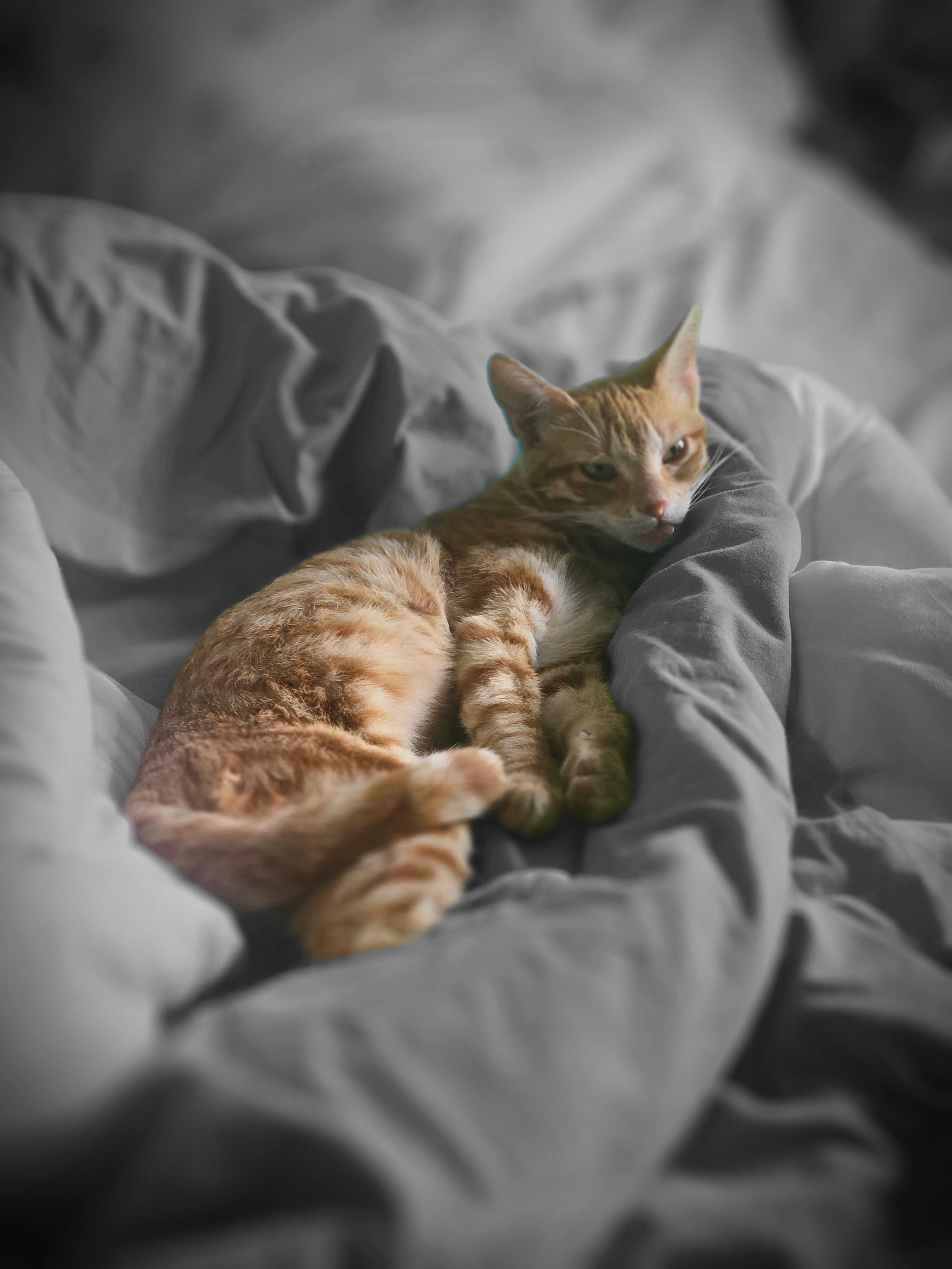 Ginger pero atiende por yiyi tamb - Calle Chile, Almería