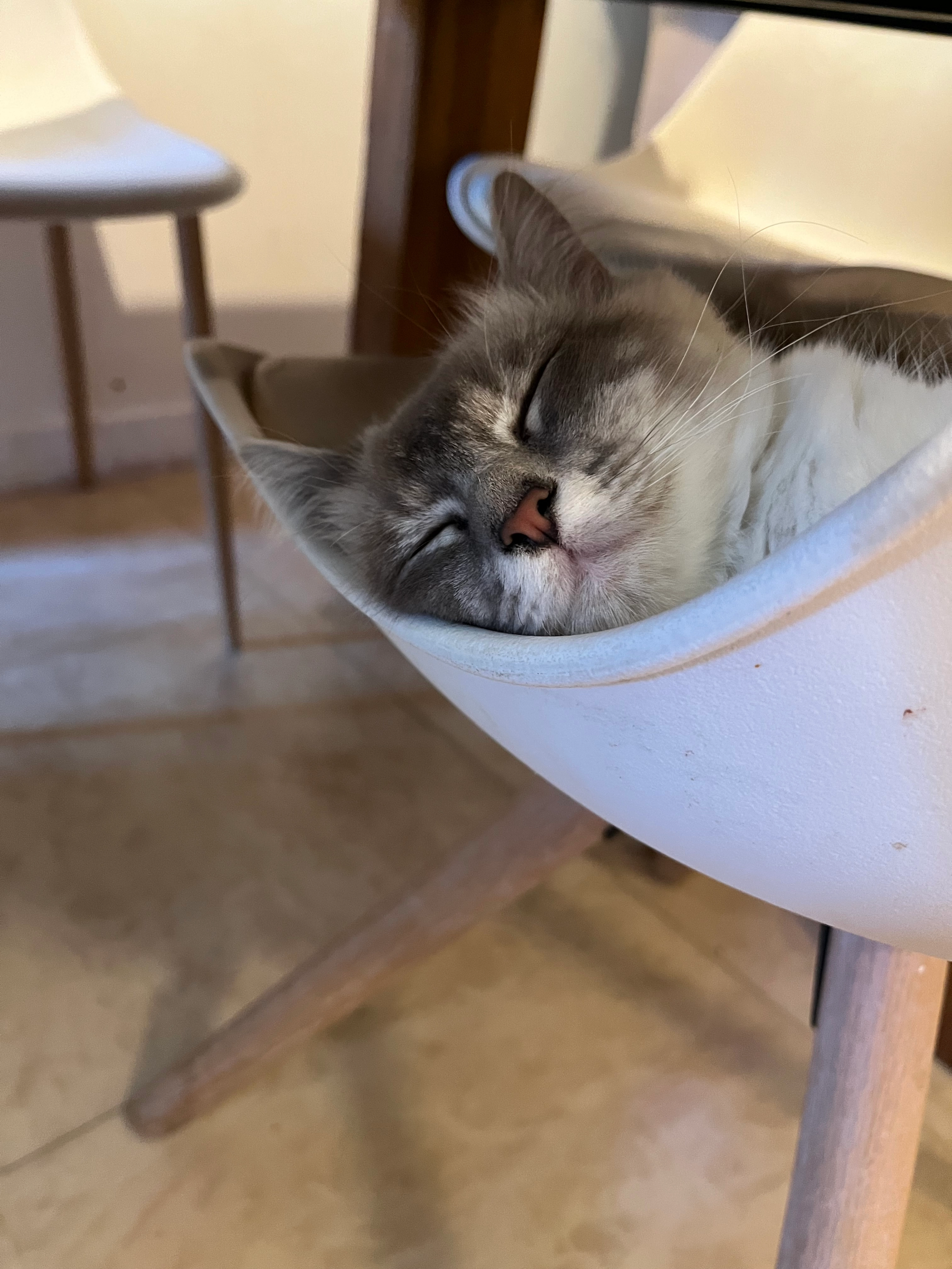 Kiki - Route De La Chapelette, Saint-Étienne-de-Fontbellon