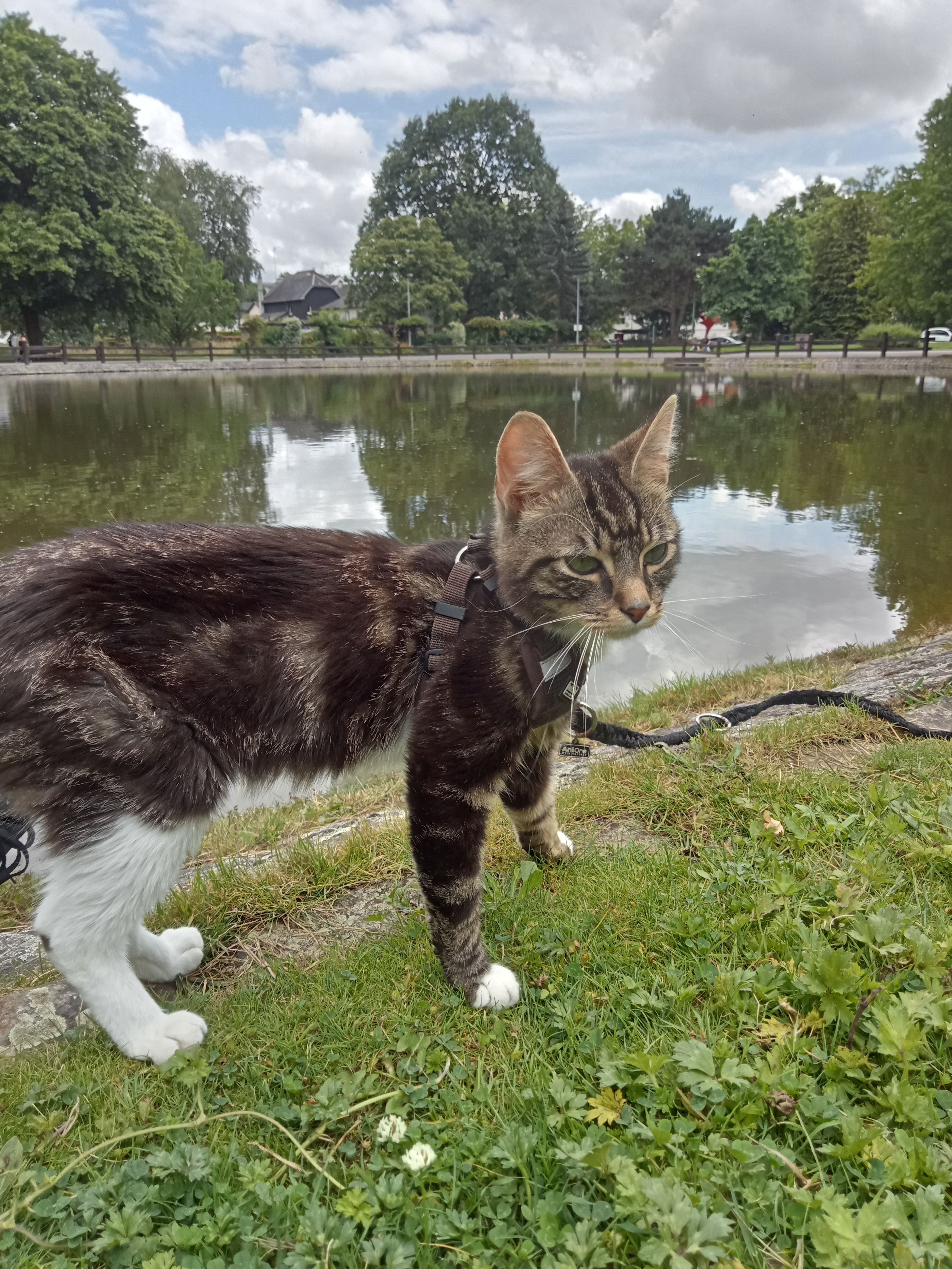 Ramsès - Rue Des Bénédictins, Vitré