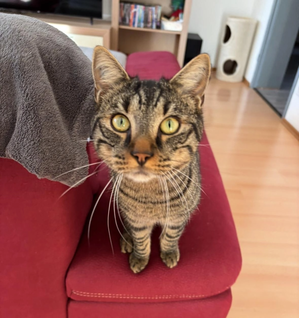 Hugo - Im Steinigen Tal, Tuttlingen