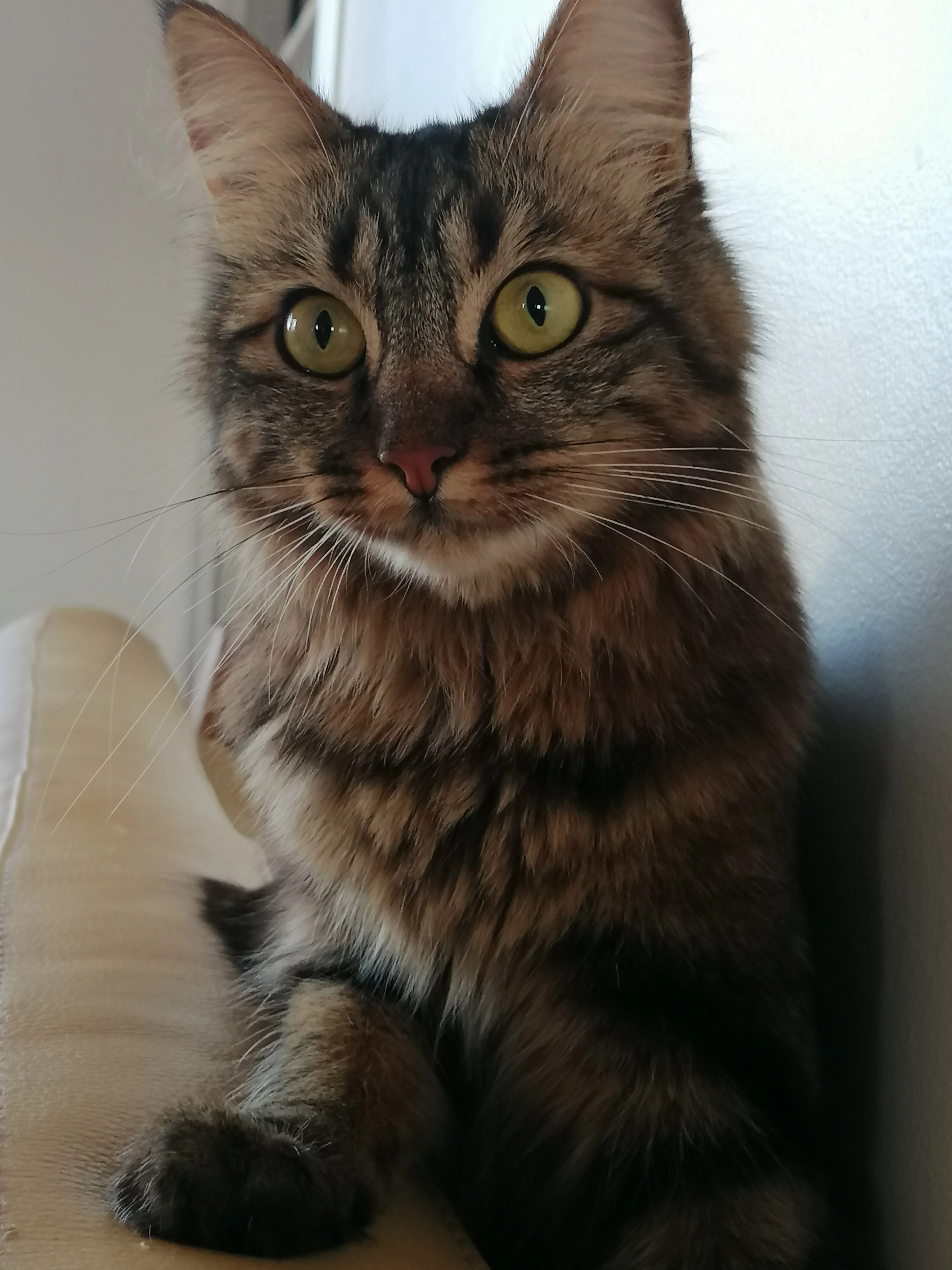 Vava - 5 Rue Victor Daix, Neuilly-sur-Seine