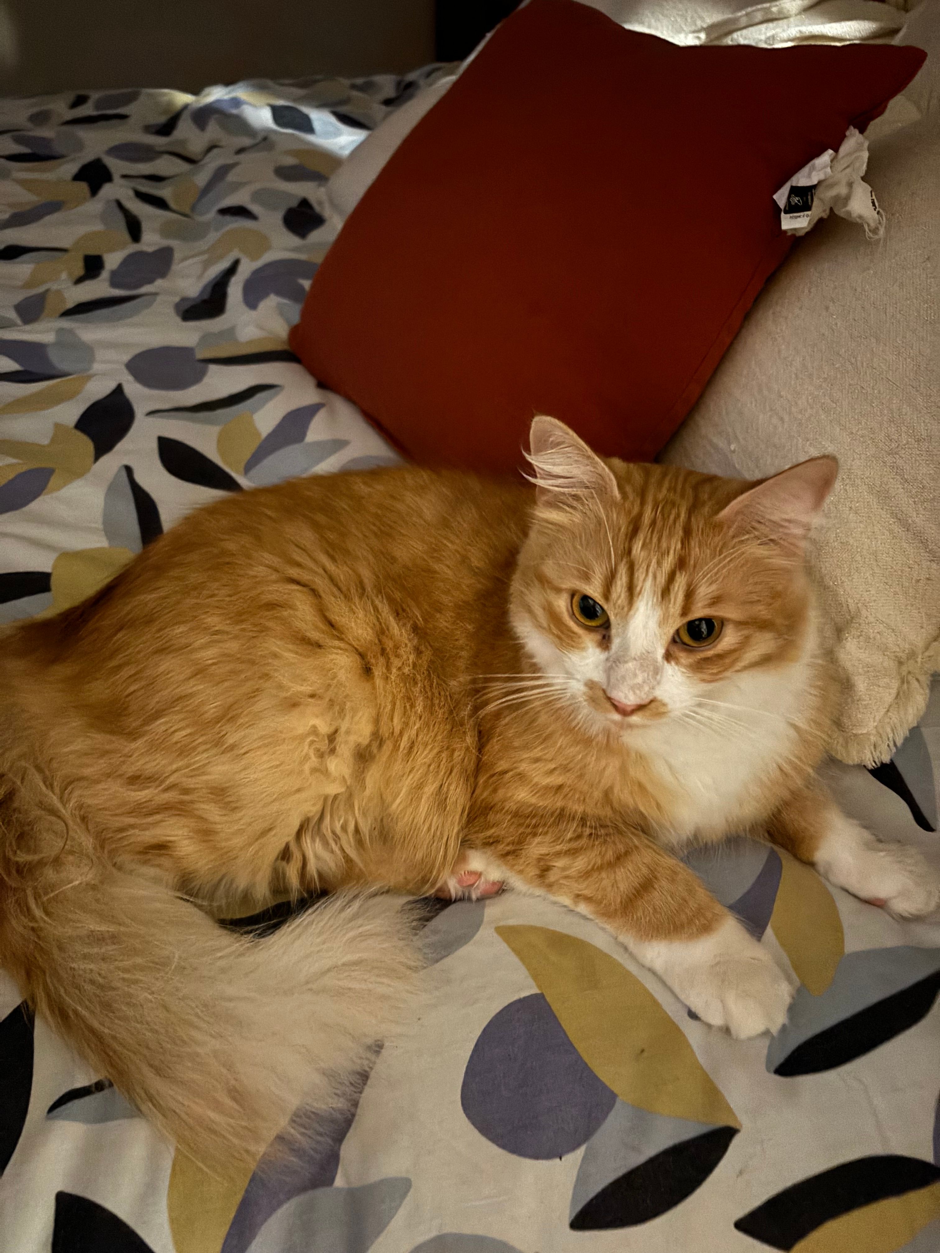 Ulky - Rue de Metz, Cognac