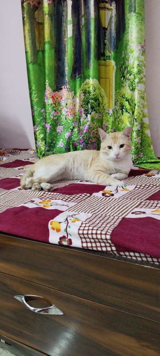 Manu - 40 Feet Road, Pune