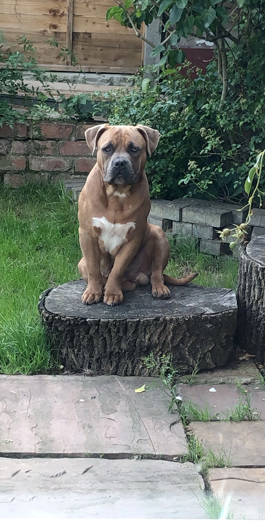 Zeb - Castle Avenue, West Drayton