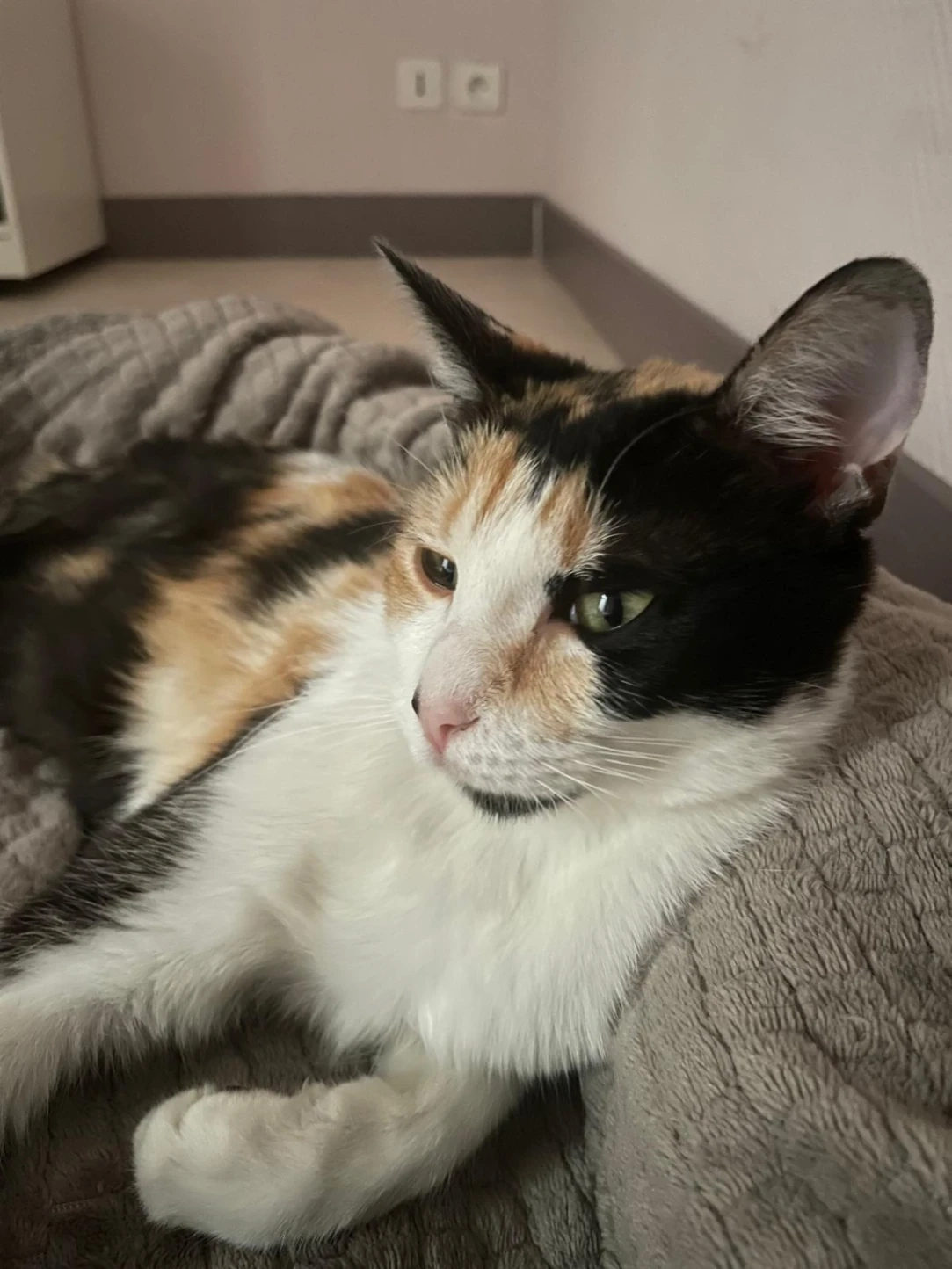 Kitsou - Allée Jacques Prévert, Le Barp