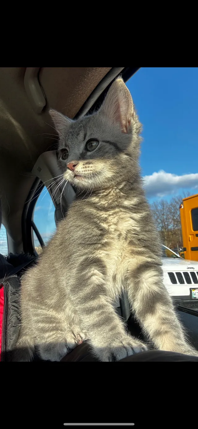 Klaus - Evergold Terrace, Ashburn