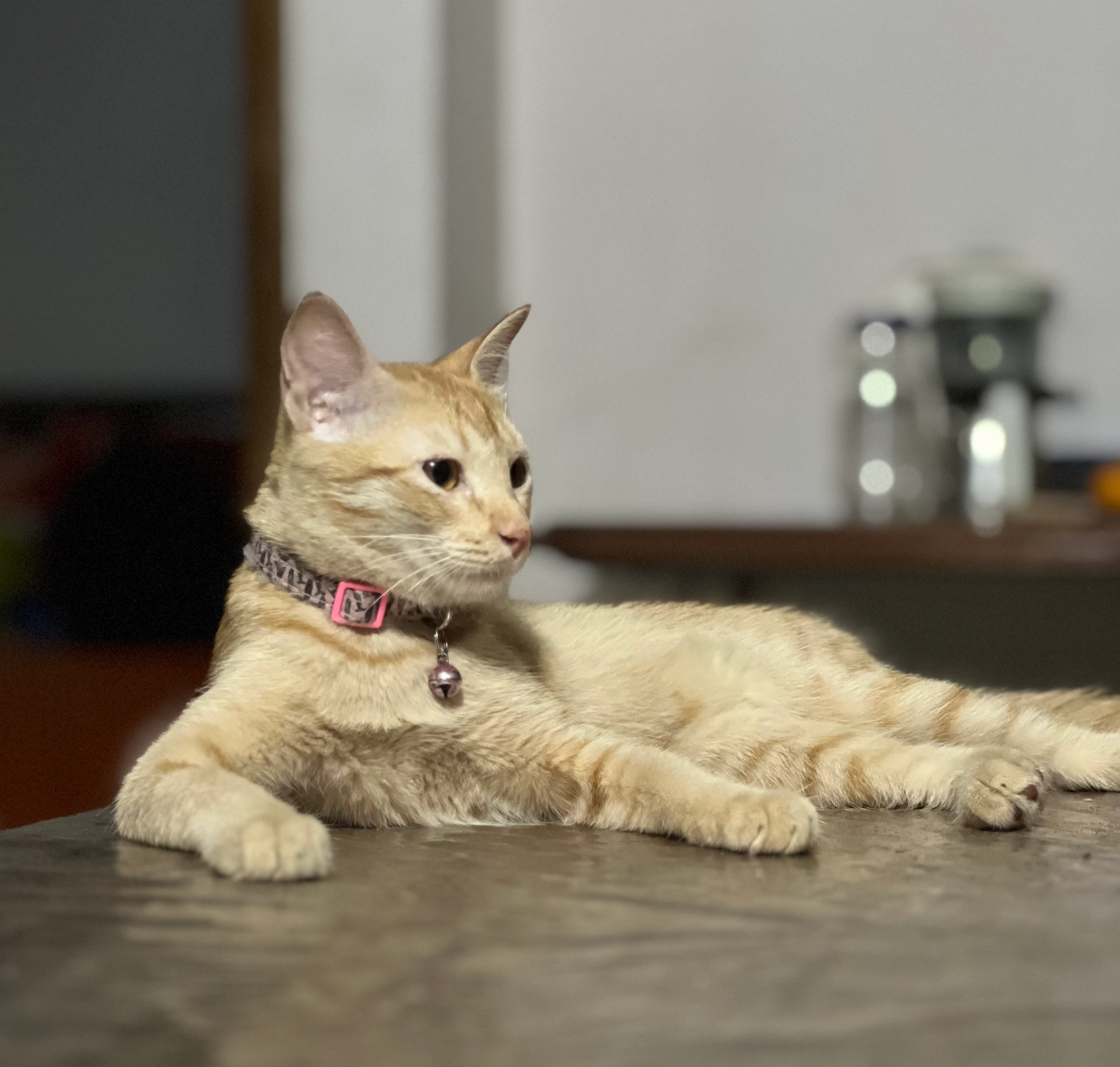 Michi - Mohammadpur Upazila, Dhaka