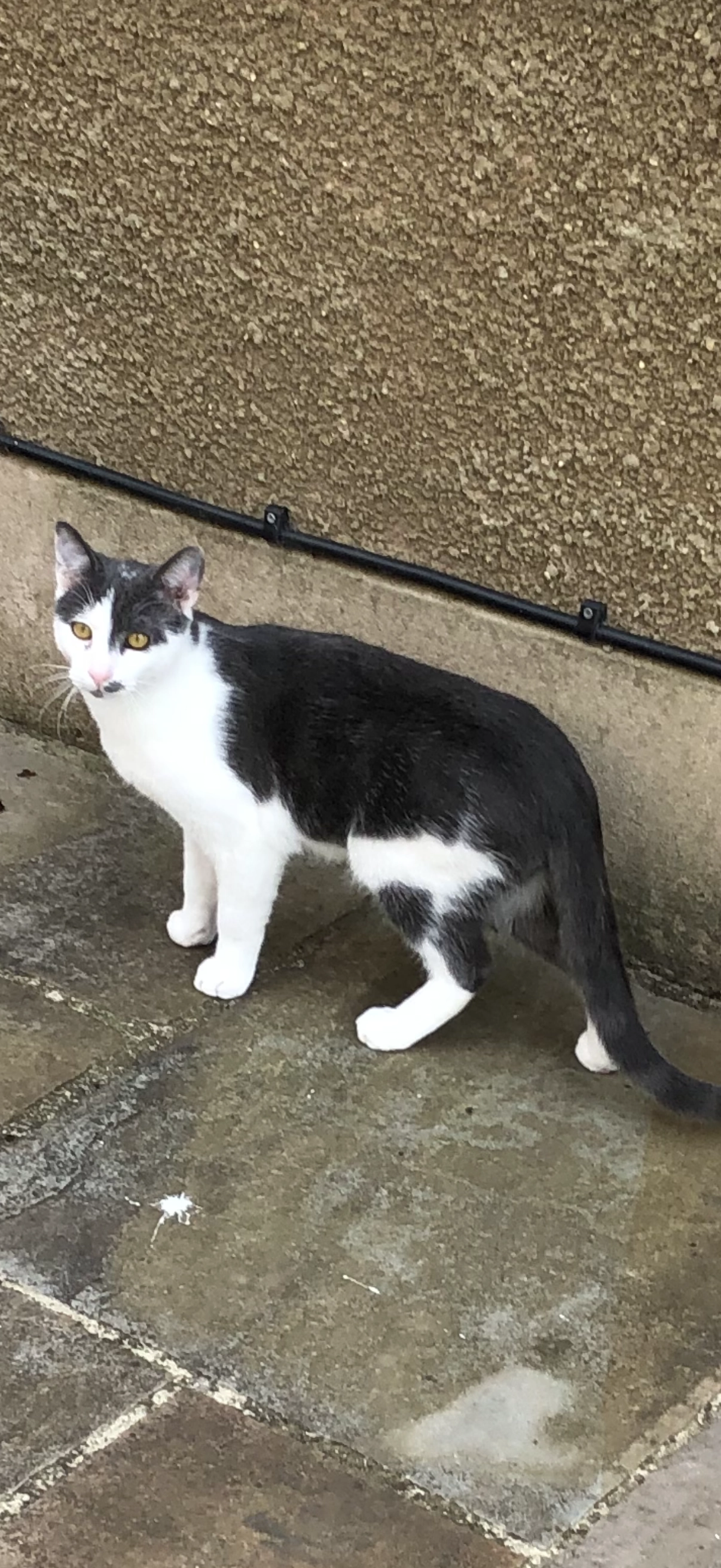 Ziggy  - EX16 7, Tiverton