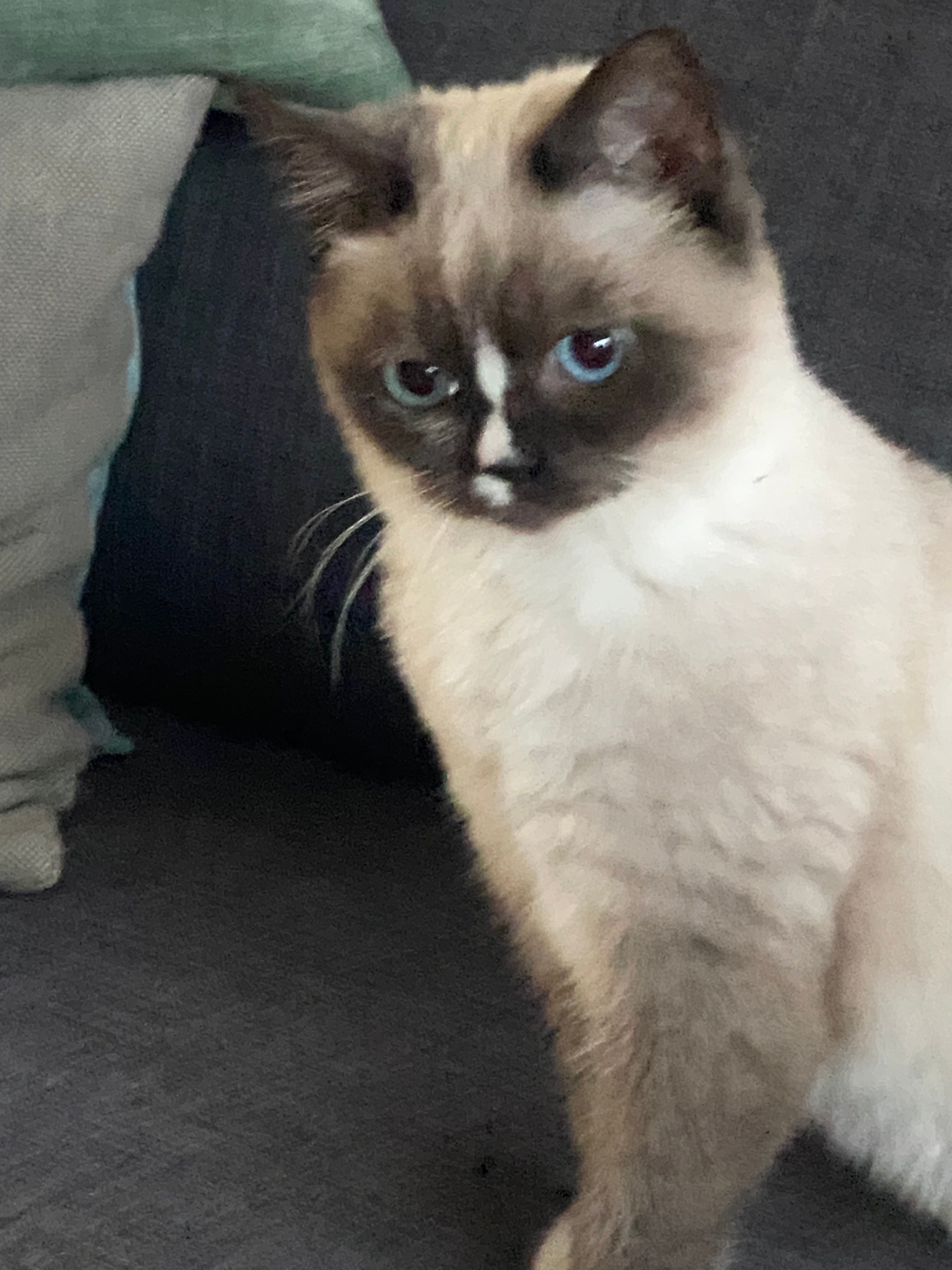 Choupette - Schwalbenberg, Celle