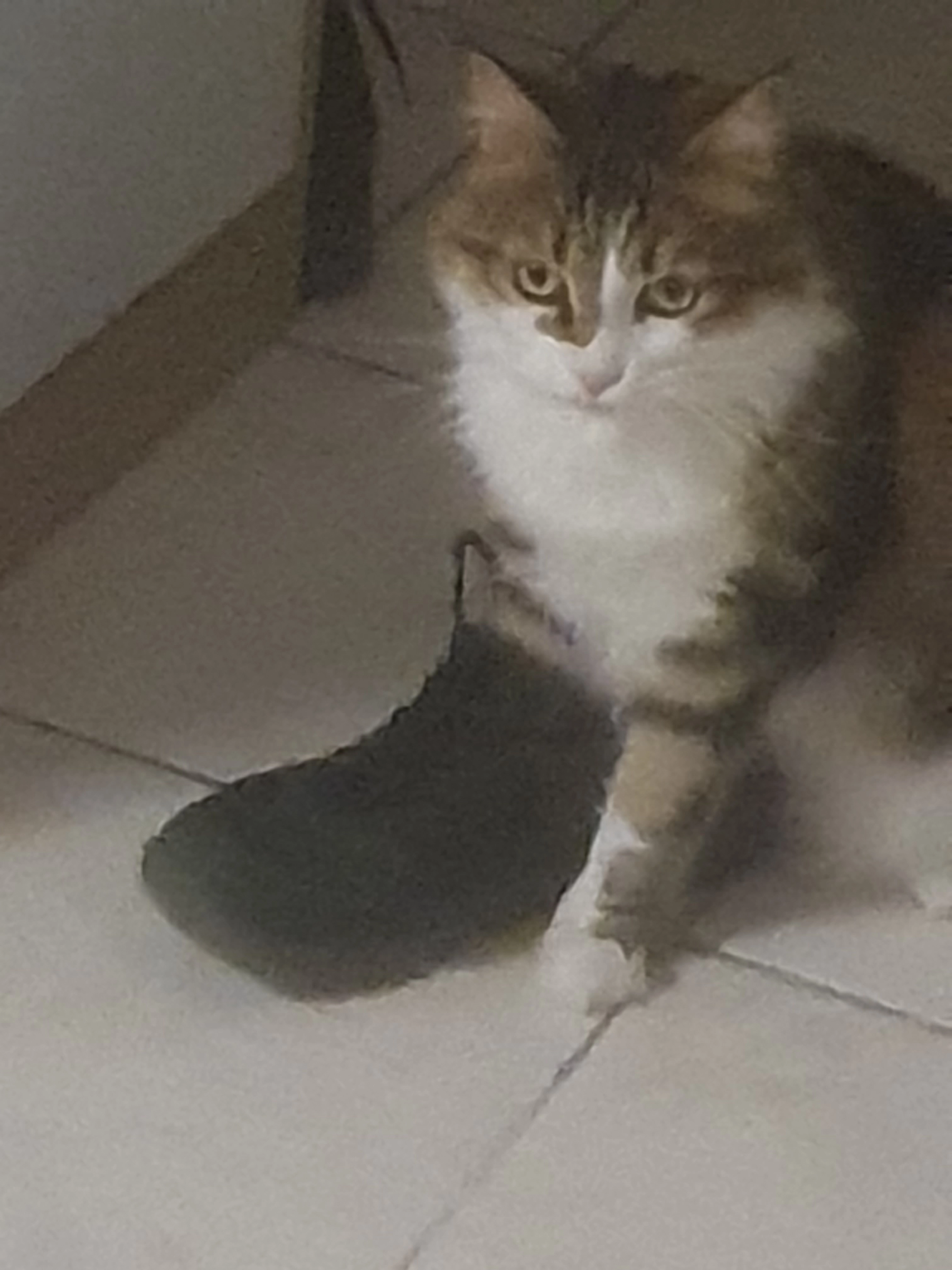 Mercury - Route de Carcasonne, Lagrasse