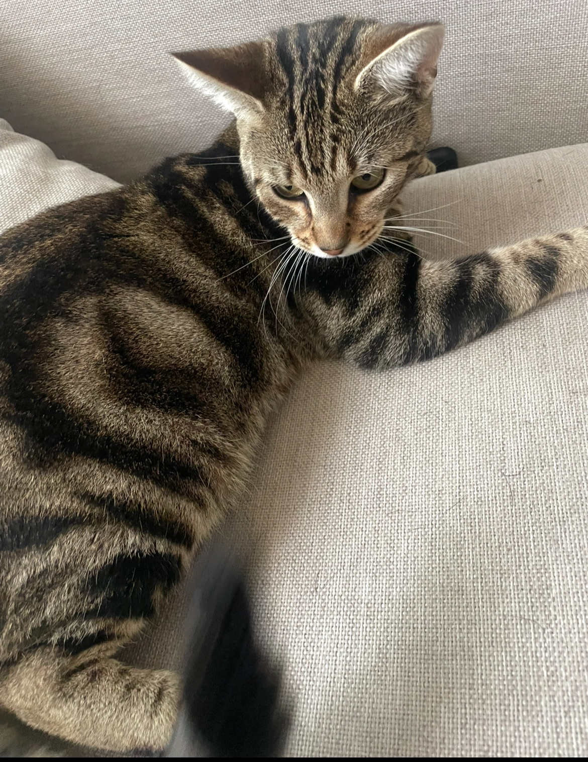 Vito - 146 Rue Constant Lebret, Franqueville-Saint-Pierre