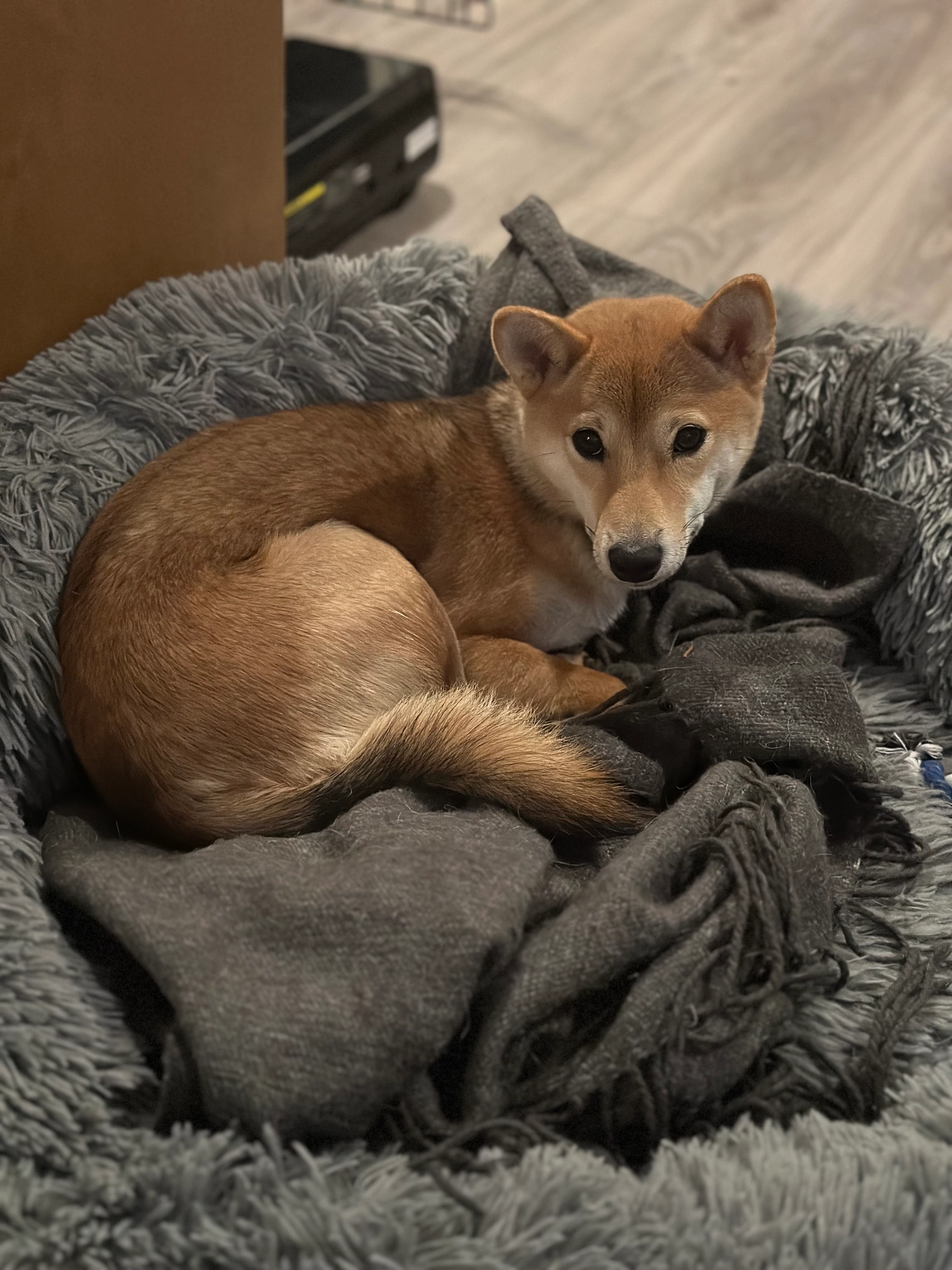 Kaia - Kansas Street, Ramstein-Miesenbach