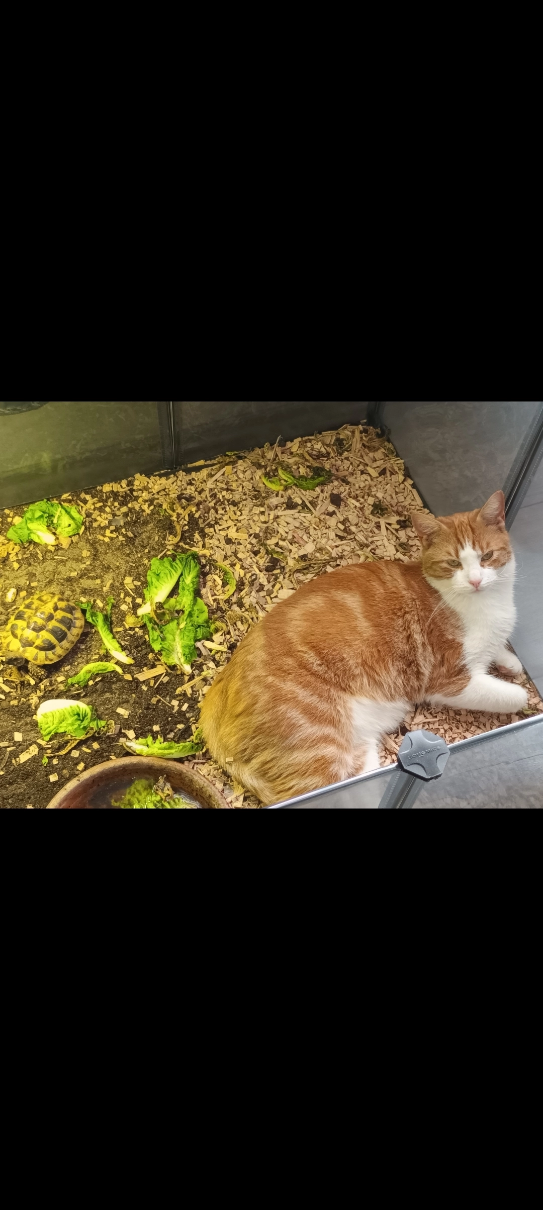 Simba - Algesbütteler Weg, Adenbüttel