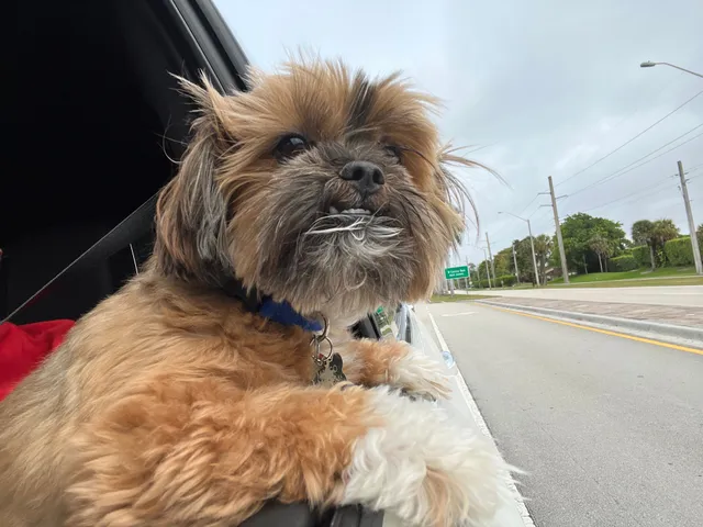Mango - Vista Linda Lane, Boca Raton