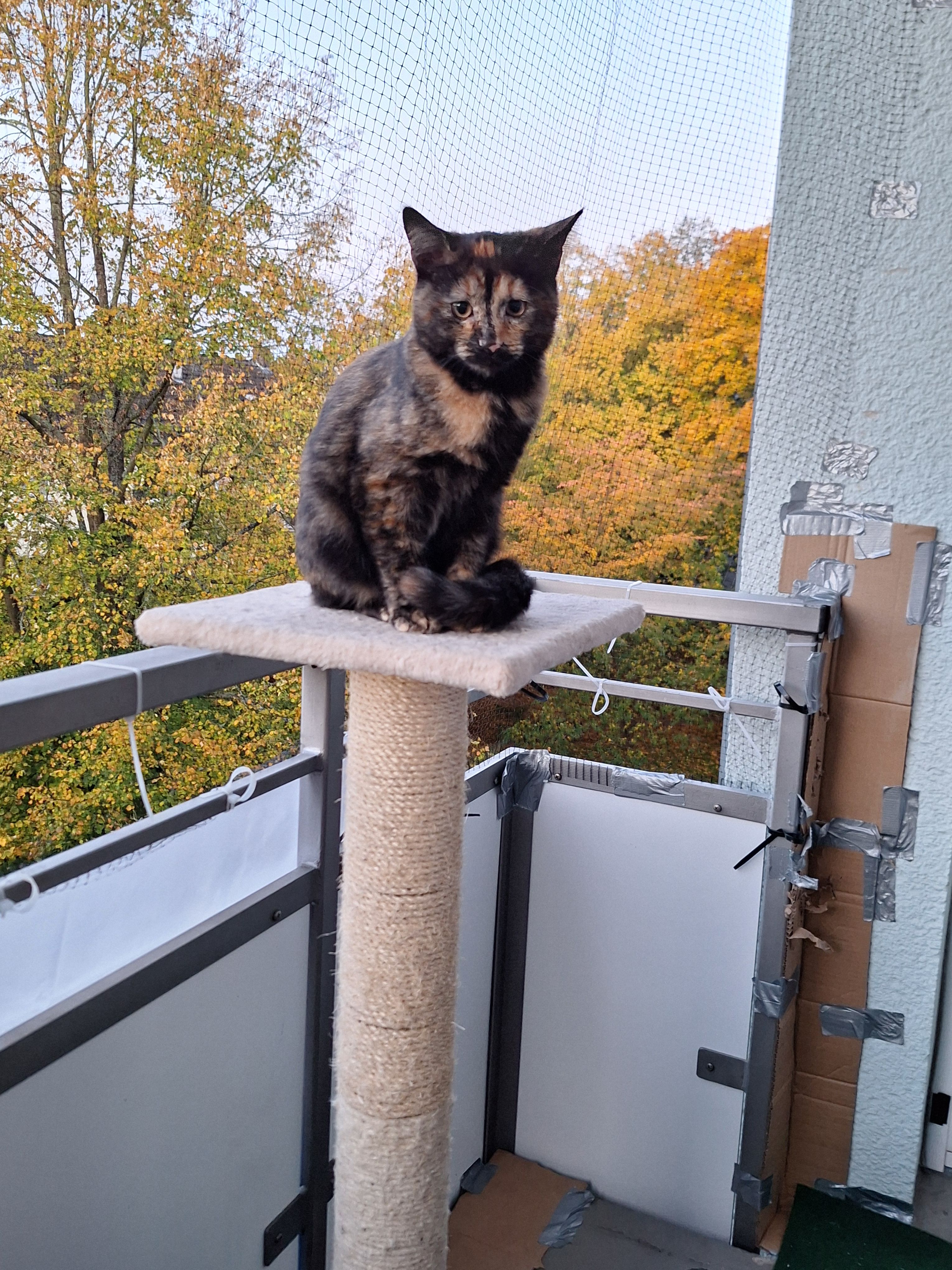 Alisa - Vautswiesenweg, Kassel