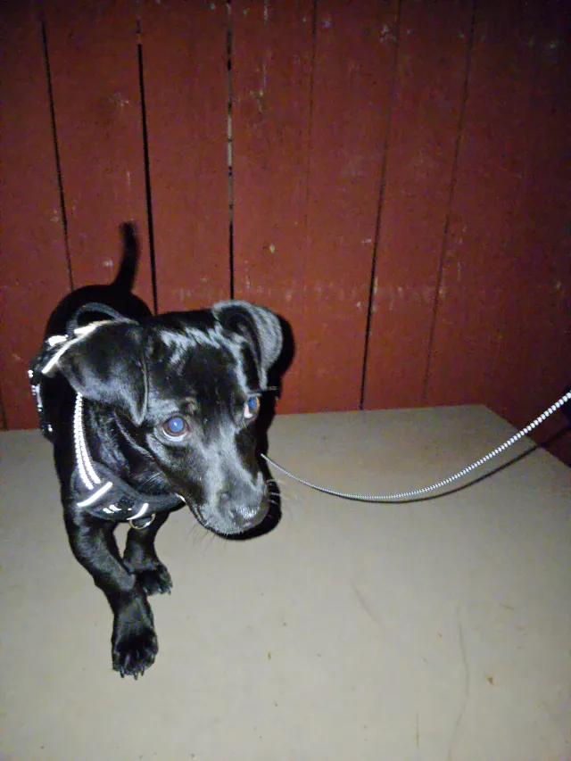 Found dog - Balboa Blvd E, Newport Beach