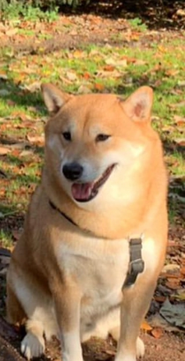 Paco - Rheindeichstraße, Duisburg