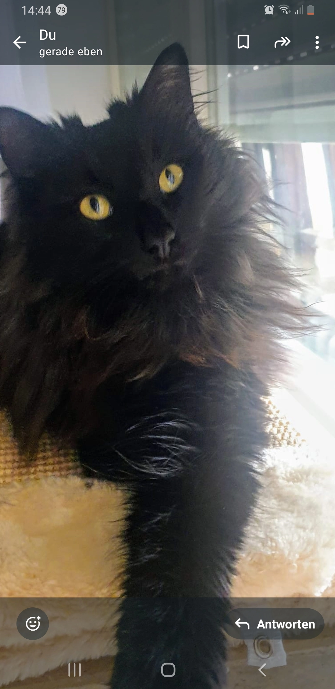 Milou - Badstraße, Offenburg