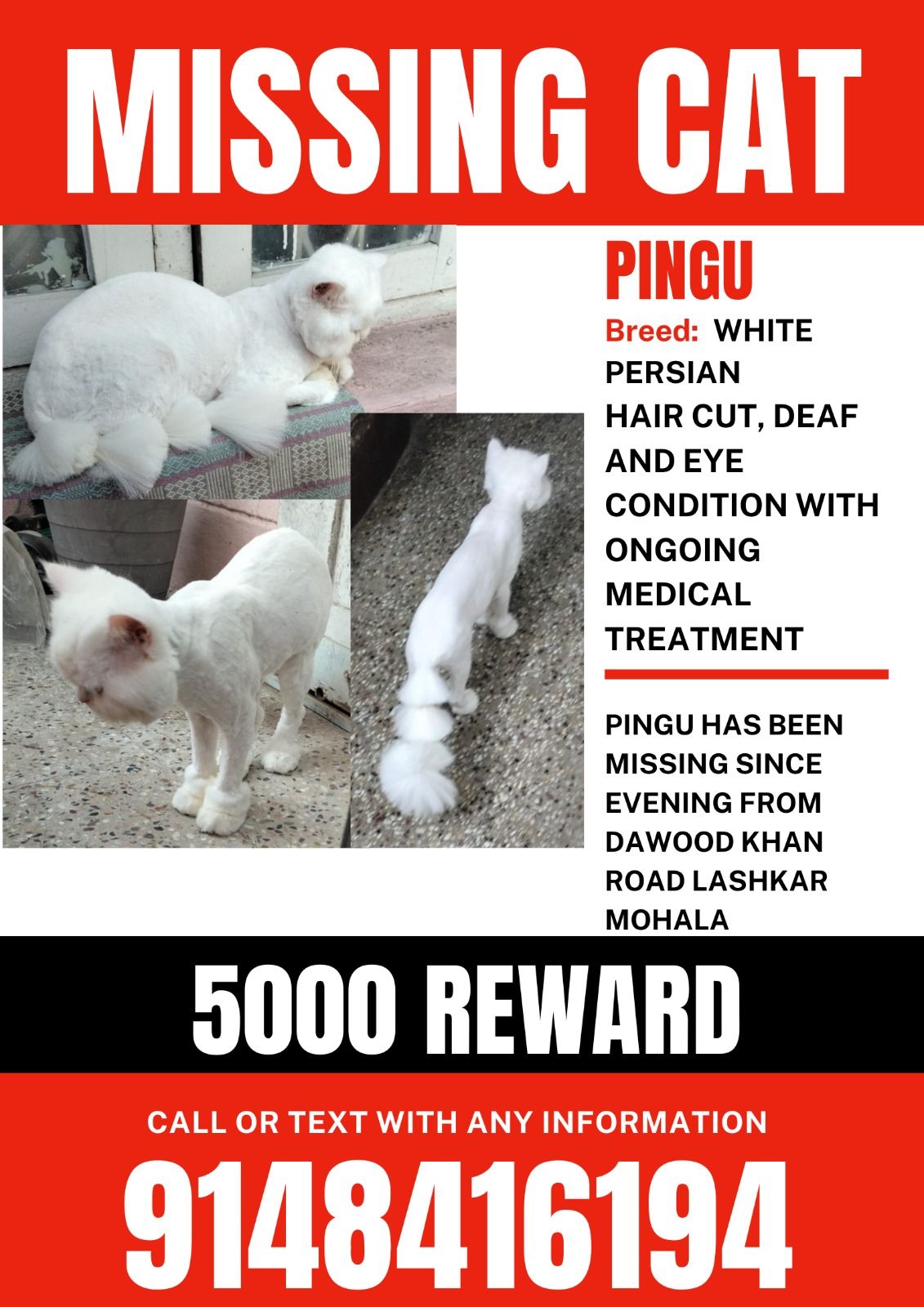 Pingu  - ಅಕ್ಬರ್ ರಸ್ತೆ, Mysore