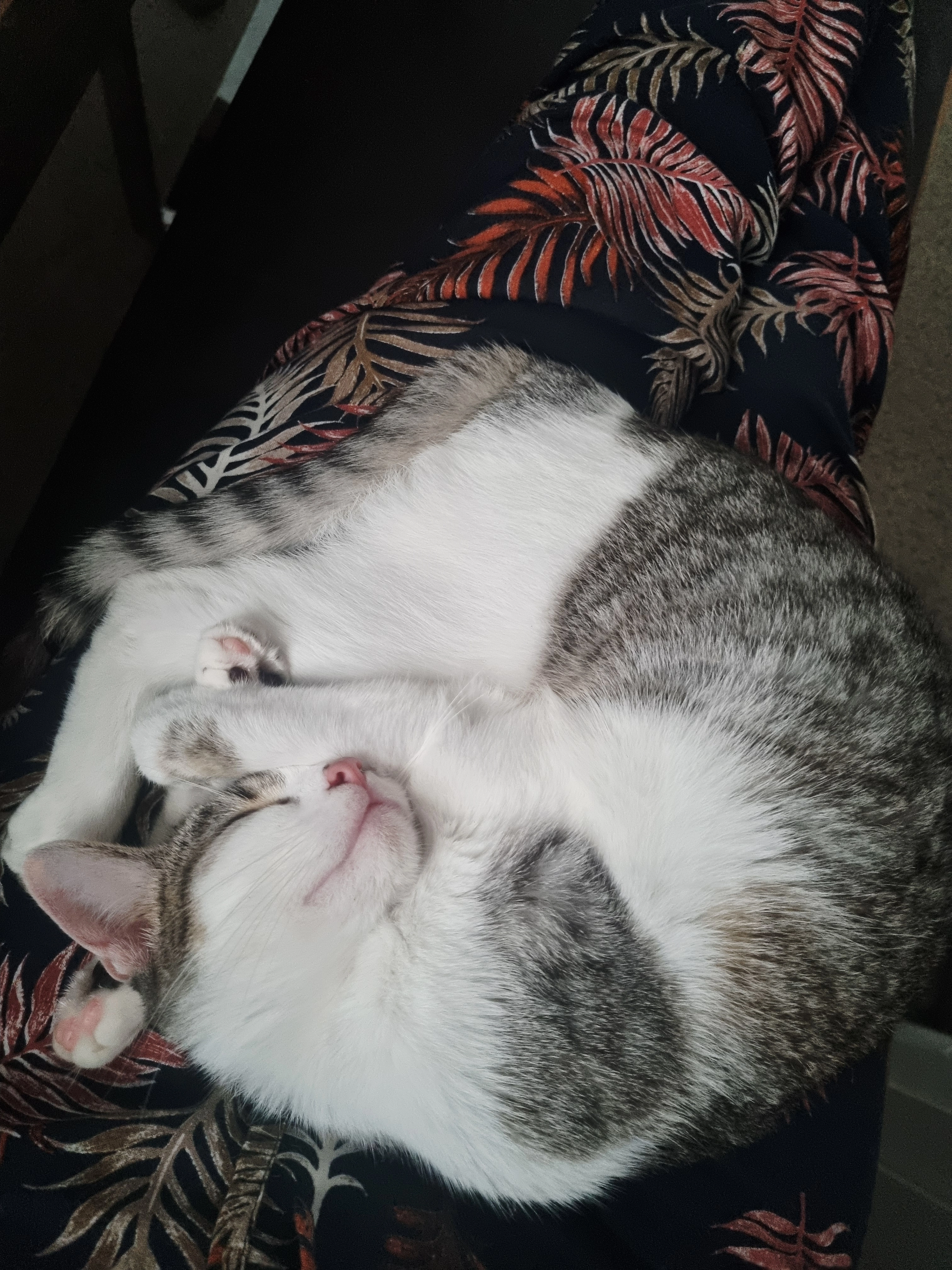 Masha - Gutenbergstraße, Wels