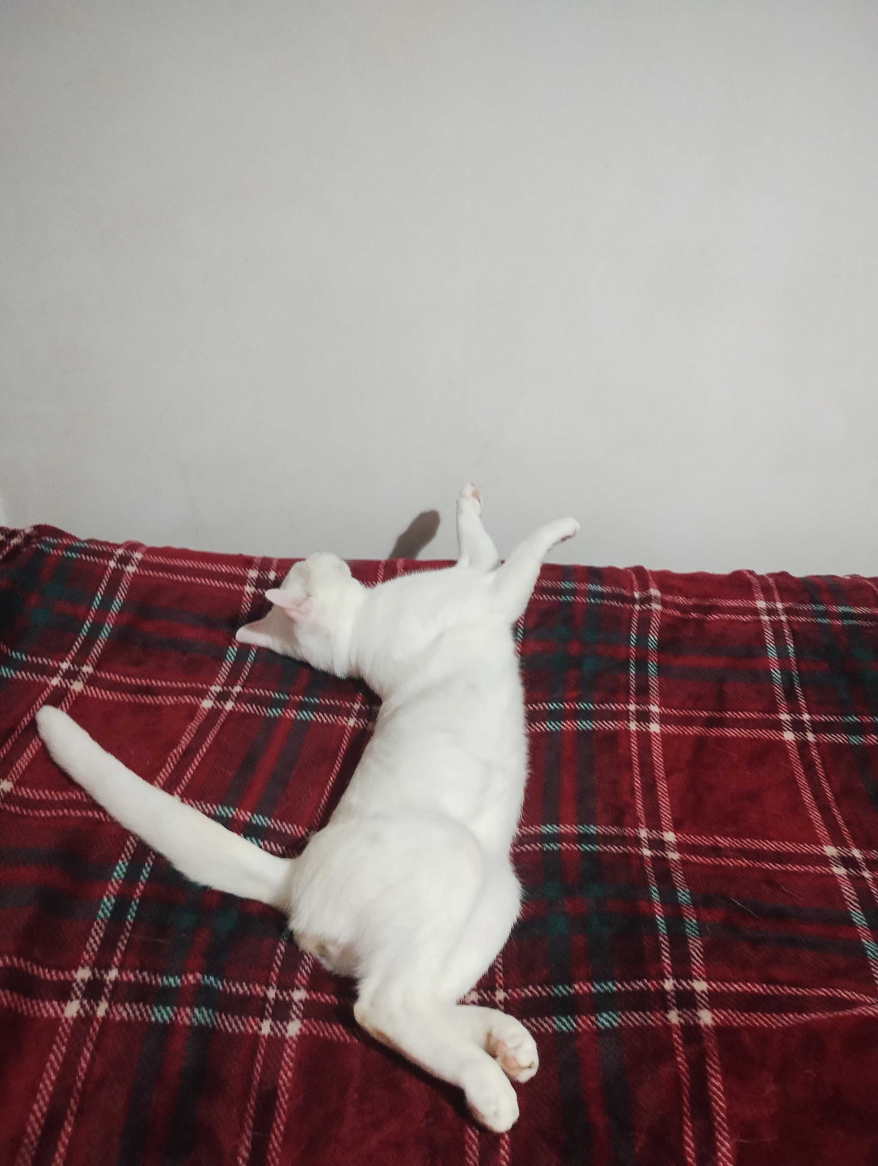 Paw - TA1 3, Taunton