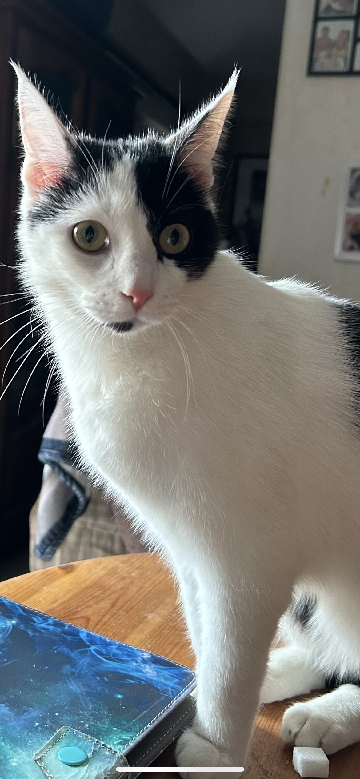 Colman  - 77 Rue Pierre Léostic, Dunkerque