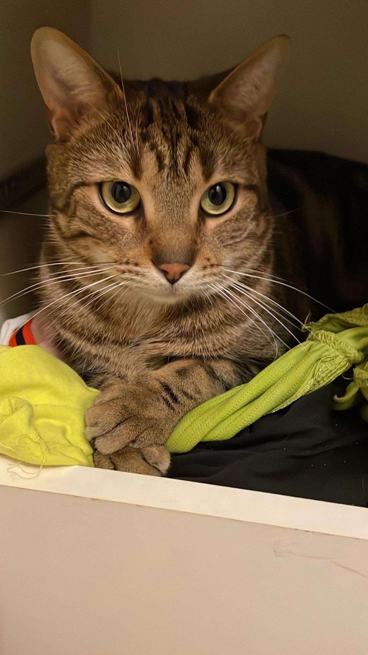 Lino - Résidence Les Hauts de la Badaudière, Breuillet