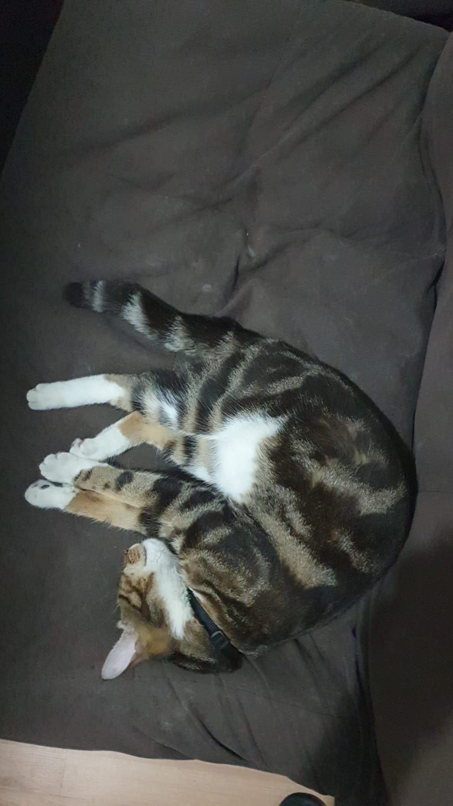 leo - Isani, Tbilisi